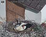Capi_Dubne_20250527_080503.jpg
