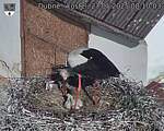 Capi_Dubne_20250527_081003.jpg