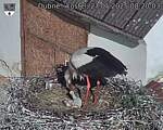 Capi_Dubne_20250527_082003.jpg