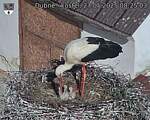Capi_Dubne_20250527_082503.jpg