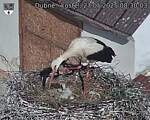 Capi_Dubne_20250527_083003.jpg