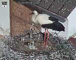 Capi_Dubne_20250527_084503.jpg