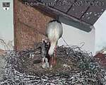 Capi_Dubne_20250527_085003.jpg
