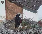 Capi_Dubne_20250527_093003.jpg