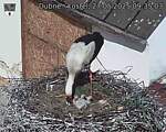 Capi_Dubne_20250527_093503.jpg