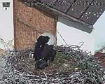 Capi_Dubne_20250527_094003.jpg