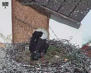 Capi_Dubne_20250527_094003.jpg (1350 x 1080)