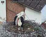 Capi_Dubne_20250527_094503.jpg