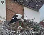 Capi_Dubne_20250527_095003.jpg