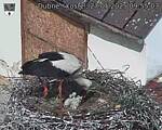 Capi_Dubne_20250527_095503.jpg