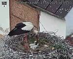 Capi_Dubne_20250527_100503.jpg