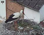 Capi_Dubne_20250527_101003.jpg