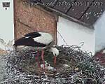 Capi_Dubne_20250527_101502.jpg