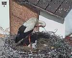 Capi_Dubne_20250527_102003.jpg