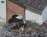 Capi_Dubne_20250527_103003.jpg