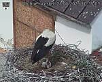 Capi_Dubne_20250527_103503.jpg