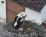 Capi_Dubne_20250527_104003.jpg
