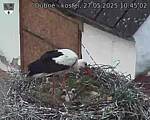Capi_Dubne_20250527_104502.jpg