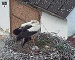 Capi_Dubne_20250527_105503.jpg