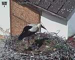 Capi_Dubne_20250527_110003.jpg