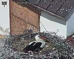 Capi_Dubne_20250527_110503.jpg