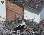 Capi_Dubne_20250527_111003.jpg