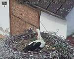 Capi_Dubne_20250527_111503.jpg