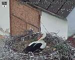 Capi_Dubne_20250527_112502.jpg