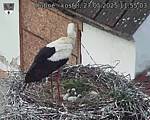 Capi_Dubne_20250527_115503.jpg