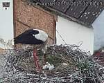 Capi_Dubne_20250527_120003.jpg
