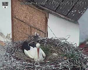 Capi_Dubne_20250527_122003.jpg (1350 x 1080)