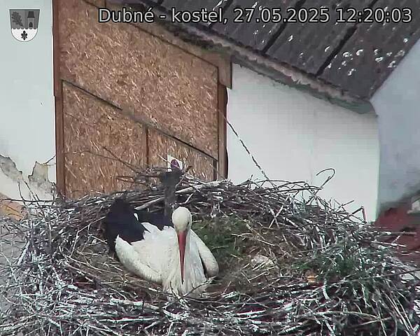 Capi_Dubne_20250527_122003.jpg (1350 x 1080)