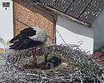 Capi_Dubne_20250527_123003.jpg