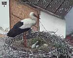 Capi_Dubne_20250527_123503.jpg