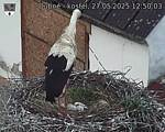 Capi_Dubne_20250527_125003.jpg