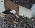 Capi_Dubne_20250527_125503.jpg