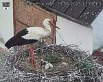Capi_Dubne_20250527_130003.jpg