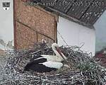 Capi_Dubne_20250527_132503.jpg