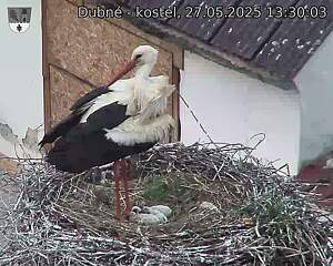 Capi_Dubne_20250527_133003.jpg (1350 x 1080)