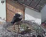 Capi_Dubne_20250527_134003.jpg