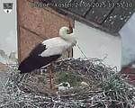 Capi_Dubne_20250527_135510.jpg