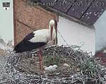 Capi_Dubne_20250527_141003.jpg