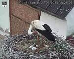 Capi_Dubne_20250527_152503.jpg