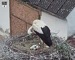 Capi_Dubne_20250527_153503.jpg