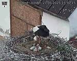 Capi_Dubne_20250527_155015.jpg