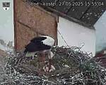 Capi_Dubne_20250527_155504.jpg