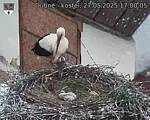 Capi_Dubne_20250527_170005.jpg
