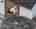Capi_Dubne_20250527_170503.jpg