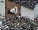 Capi_Dubne_20250527_171503.jpg