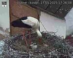 Capi_Dubne_20250527_172608.jpg